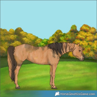 Horse Color:Buckskin Sabino Brindle