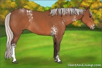 Horse Color:White Spotted Silver Bay 