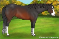 Horse Color:Brown Splash