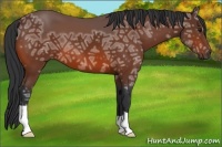 Horse Color:Bay Ice 