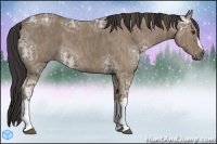 Horse Color:Buckskin Ice  Brindle