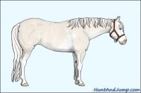 Horse Color:Cremello Sabino Splash  Brindle