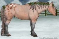 Horse Color:Bay Appaloosa