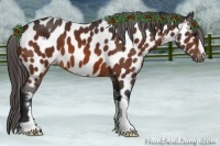 Horse Color:Bay Appaloosa