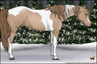 Horse Color:Black Pearl Tobiano 