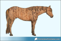 Horse Color:Brown Rabicano  Brindle