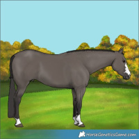 Horse Color:Smoky Grullo 