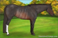 Horse Color:Brown Rabicano Brindle