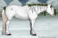 Horse Color:Chestnut Appaloosa