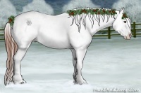 Horse Color:Chestnut Appaloosa