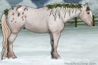 Horse Color:Chestnut Appaloosa 