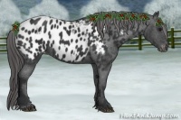 Horse Color:Black Appaloosa