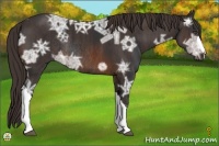 Horse Color:Brown Ice Rabicano  Brindle
