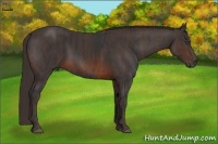 Horse Color:Brown Rabicano  Brindle
