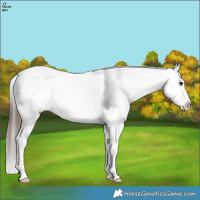 Horse Color:Brown Splash Appaloosa 