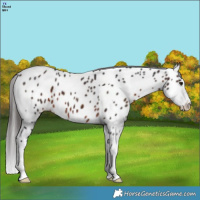 Horse Color:Brown Splash Appaloosa 