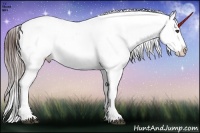Horse Color:Brown Appaloosa 