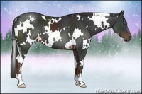 Horse Color:White Spotted Liver Chestnut 