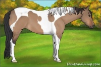 Horse Color:Bay Dun Tobiano 