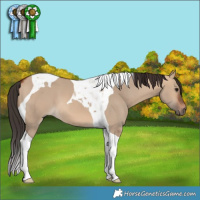 Horse Color:Bay Dun Tobiano 