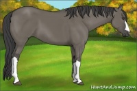 Horse Color:Smoky Grullo 
