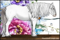 Horse Color:Brown Frame Appaloosa Rabicano 