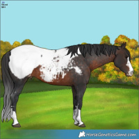 Horse Color:Brown Snowcap 