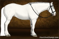 Horse Color:Silver Perlino Dun 