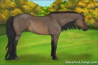 Horse Color:Brown Dun 