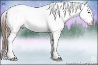 Horse Color:Brown Appaloosa 