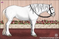 Horse Color:Buckskin Varnish 