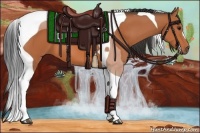 Horse Color:Bay Tobiano