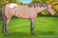 Horse Color:Bay Appaloosa 