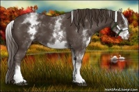 Horse Color:White Spotted Liver Chestnut Sabino 