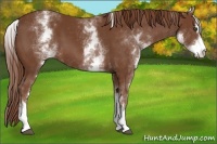 Horse Color:White Spotted Chestnut Sabino 