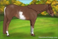 Horse Color:White Spotted Chestnut Sabino 