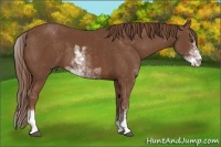 Horse Color:Chestnut Sabino