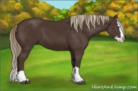 Horse Color:Liver Chestnut Sabino Splash 
