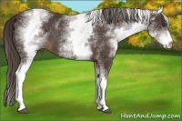 Horse Color:White Spotted Liver Chestnut Sabino 