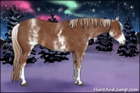 Horse Color:White Spotted Chestnut Sabino 