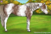 Horse Color:White Spotted Chestnut Sabino