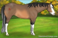 Horse Color:Buckskin Splash 