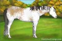 Horse Color:White Spotted Amber Champagne Splash 