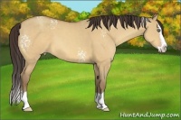 Horse Color:White Spotted Amber Champagne Dun Sabino Splash 