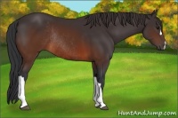 Horse Color:Brown Rabicano