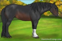 Horse Color:Brown 