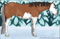 Horse Color:Bay Splash