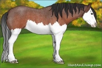 Horse Color:Brown Roan Splash