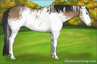 Horse Color:White Spotted Bay Dun