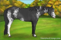 Horse Color:White Spotted Black